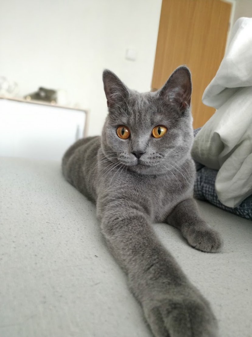 Mayla (blue British Cat)