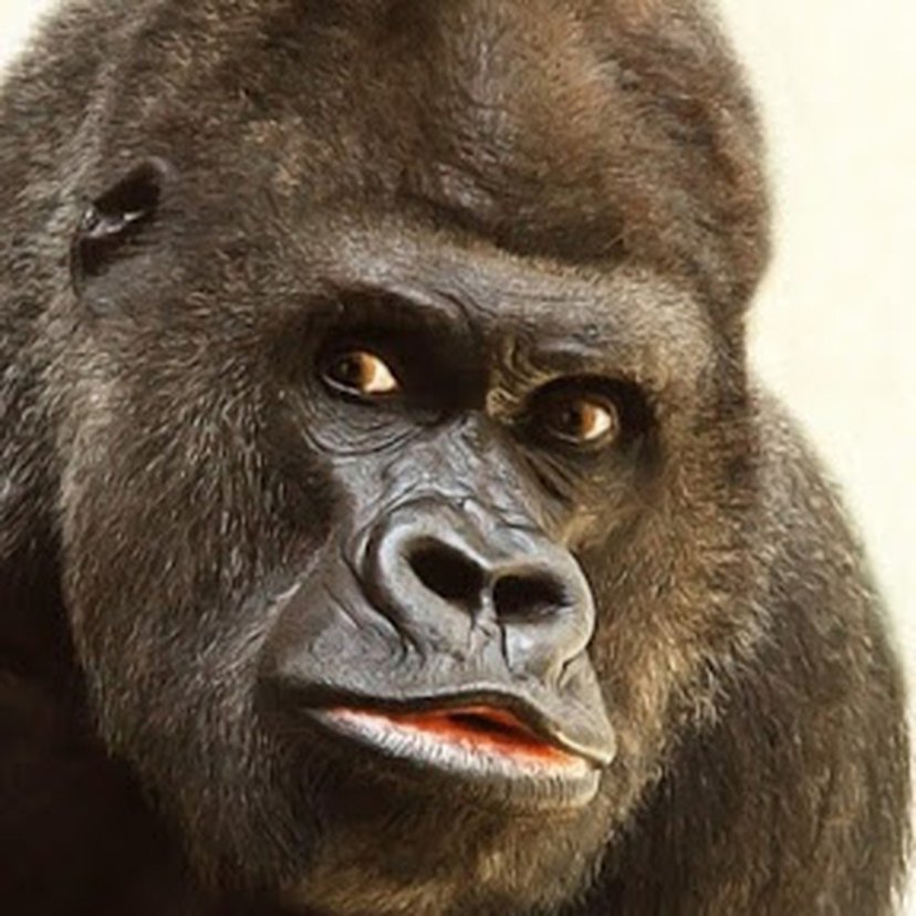 Naked Ape