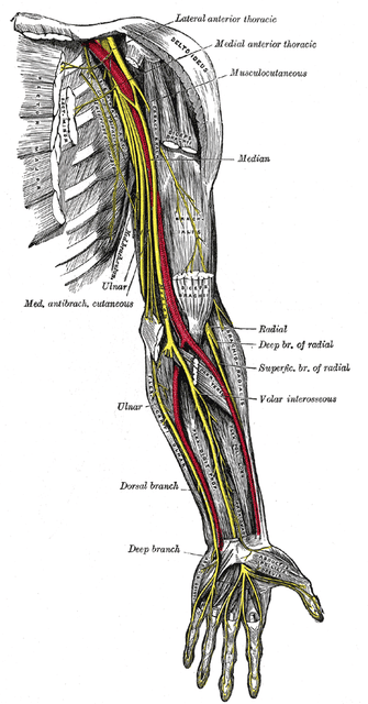 Nerve
