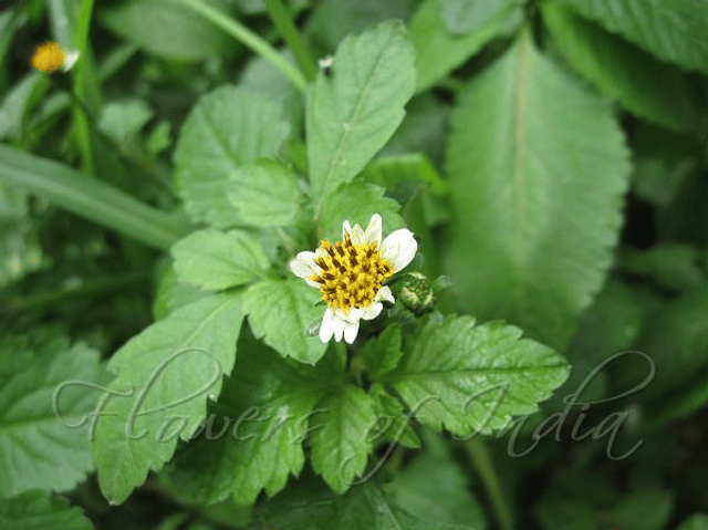 Nuke-Noh (Tridax procumbens)