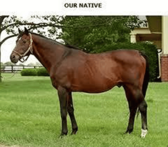 Our Native (horse)
