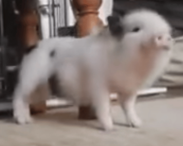 Pig Twerking to Work