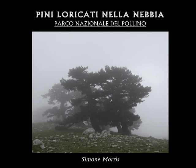 Pini Loricati nella nebbia