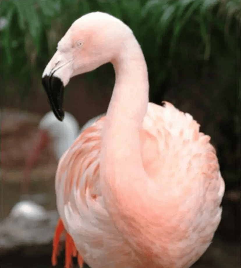 Pinky (Flamingo)