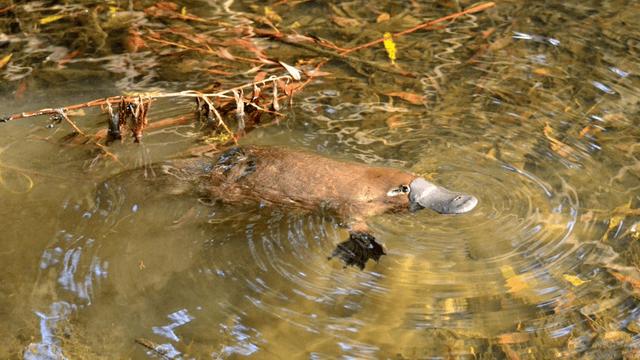 Platypus