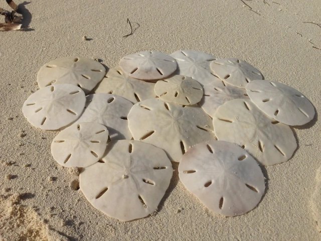 Sand Dollar (digital currency)