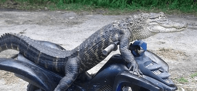 Rambo (The Alligator)