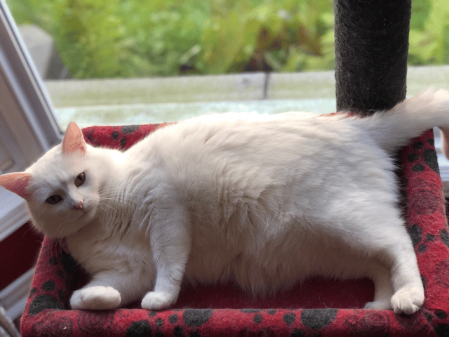 Smudge (Meme Cat)