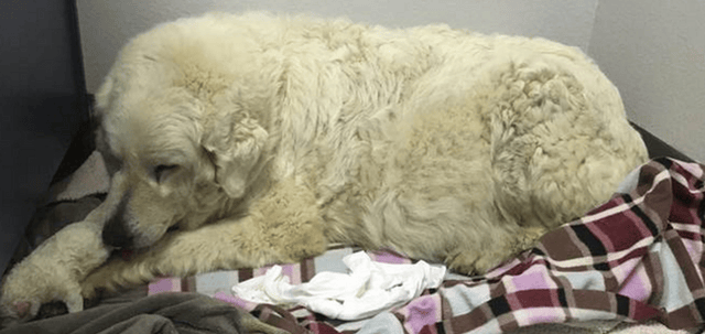 Stella (Sheepdog)