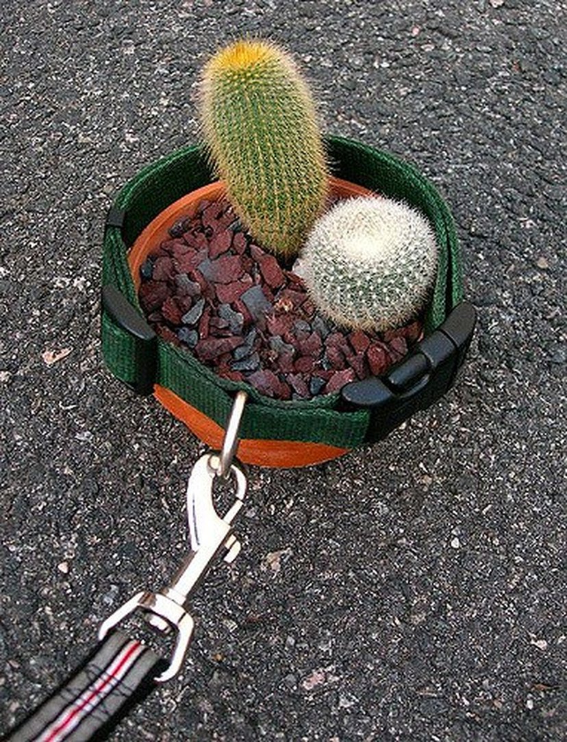 Take Your Houseplant For A Walk Day