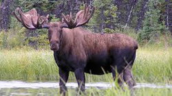 The Moose (alces alces)