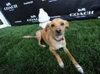 Toulouse Grande