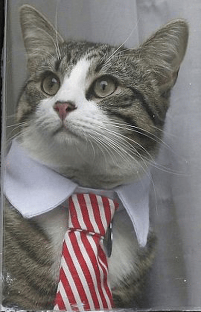 Embassy Cat (Wikileaks Cat)
