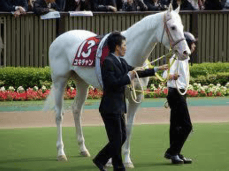 Yukichan (horse)